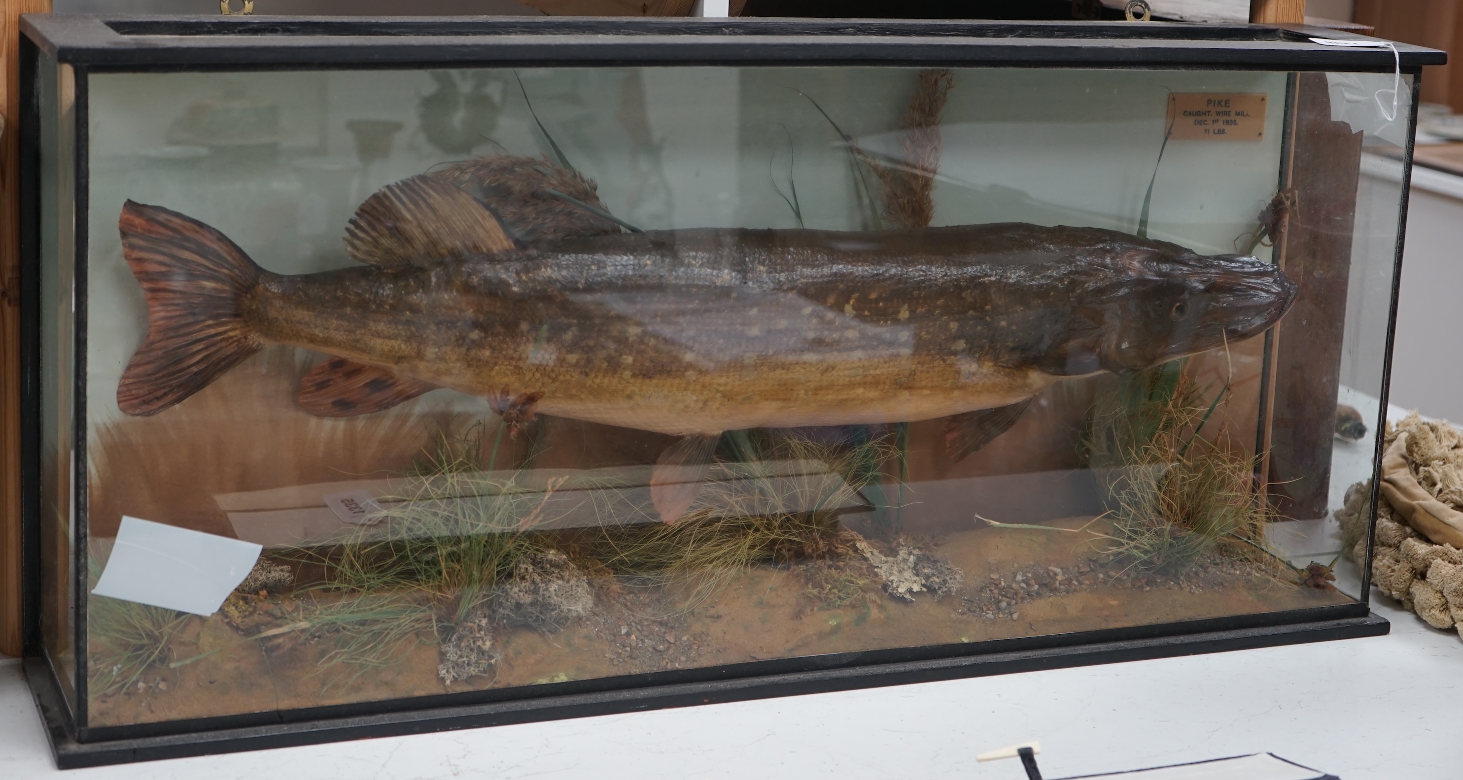 A taxidermic pike with plaque inscribed 'Caught. Wire Mill. Dec. 1st 1935. 11 lbs', 94cm wide. Condition - fair, glass cracked